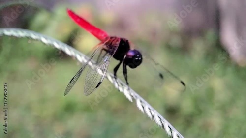 Red Dragonfly Perched on Grass in Windy Nature, Macro Wildlife Video
