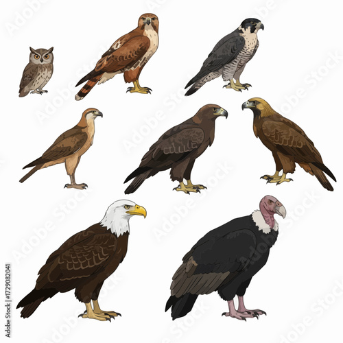 Diverse Collection of Birds of Prey Eagles Falcons Owls Hawks Vultures Isolated