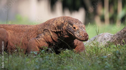Komodo Dragon flicking its forked tongue. Komodo dragons flick their tongues to detect scents in the air using the Jacobson's organ in the roof of their mouths. 