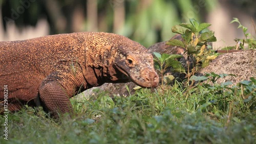 Komodo Dragon flicking its forked tongue. Komodo dragons flick their tongues to detect scents in the air using the Jacobson's organ in the roof of their mouths. 