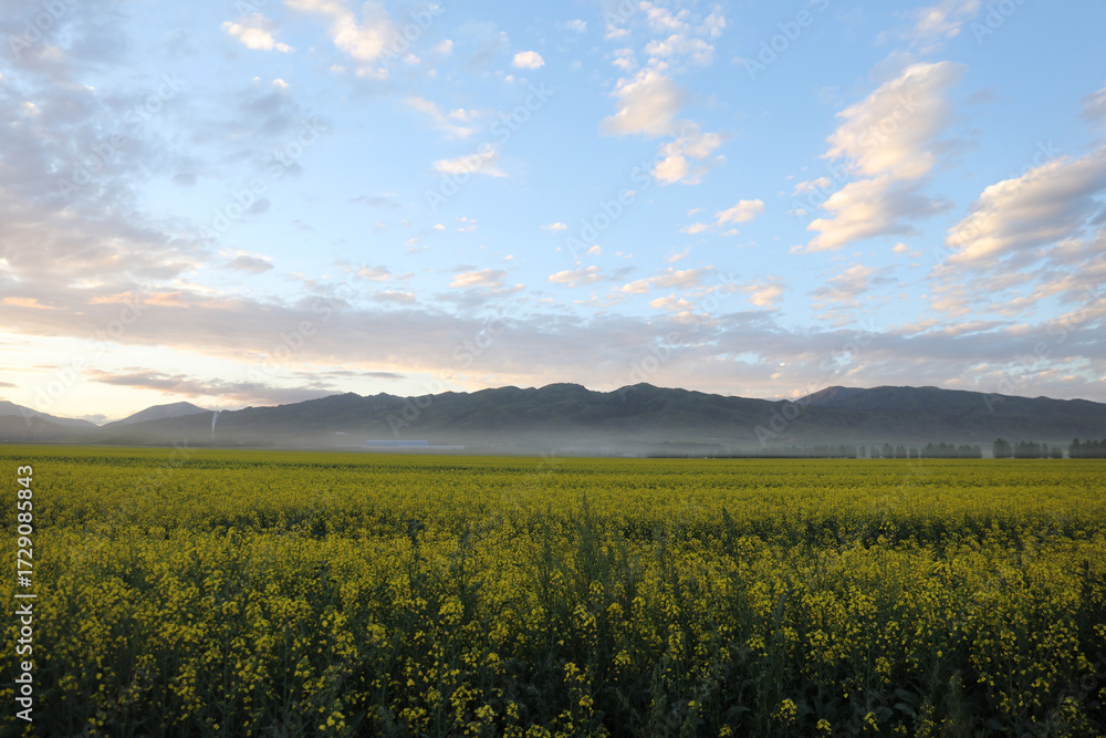 Obraz premium field of wheat