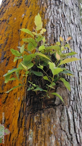 Small green plants grow attached to orange mossy tree trunks, showcasing the natural beauty and unique details of the wood texture.
