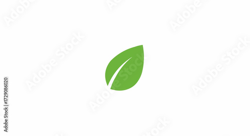 Illustration of a single green leaf with a prominent vein on a plain white background in a vector format