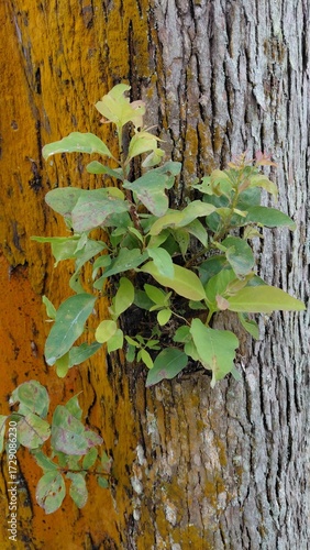 Small green plants grow attached to orange mossy tree trunks, showcasing the natural beauty and unique details of the wood texture.