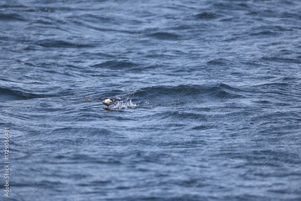 Fototapeta premium The pigeon guillemot (Cepphus columba) is a species of bird in the auk family, Alcidae. This photo was taken in Hokkaido, Japan.