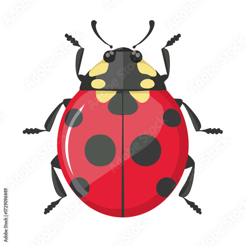 Lady Bug Insect  Icon Isola...