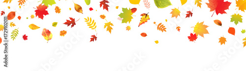 Autumn Colorful Leaves With White Background
