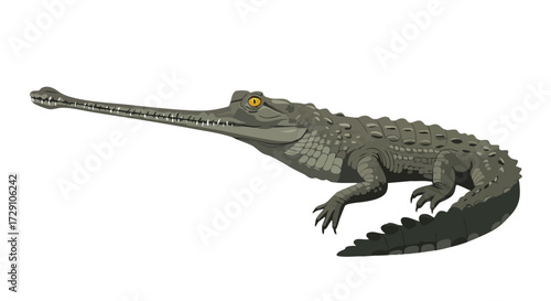 Gharial Crocodile Illustration Wildlife Conservation Reptile
