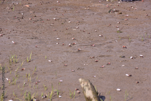 This image is part of a photo series captured at the Bakkhali River in Cox’s Bazar, Bangladesh, documenting the tidal ecosystem, river landscapes, and unique wildlife during low and high tides. 