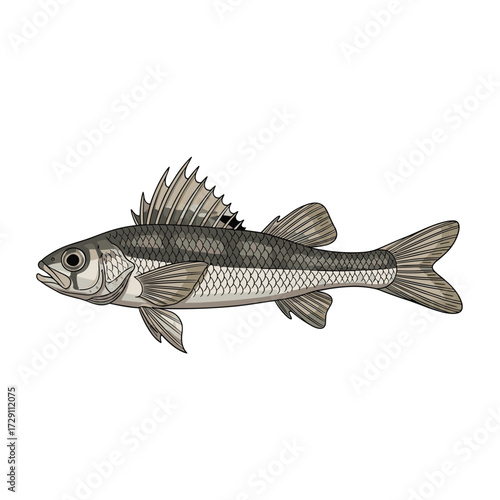 This is a scientific illustration of a mottled sculpin fish.