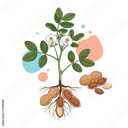 A diagram illustrating the growth cycle and parts of a peanut plant.