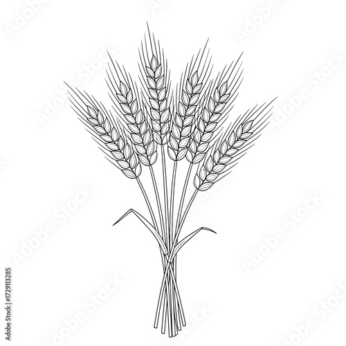 A beautiful bunch of wheat stalks tied together with a ribbon.