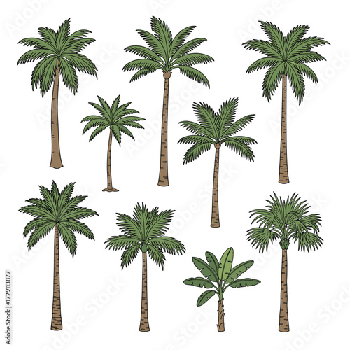 A collection of diverse palm trees on a white background.