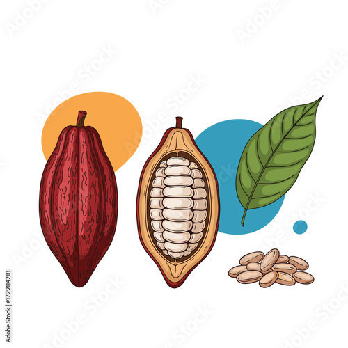 Harvesting the delicious cacao pod and its seeds for making chocolate.