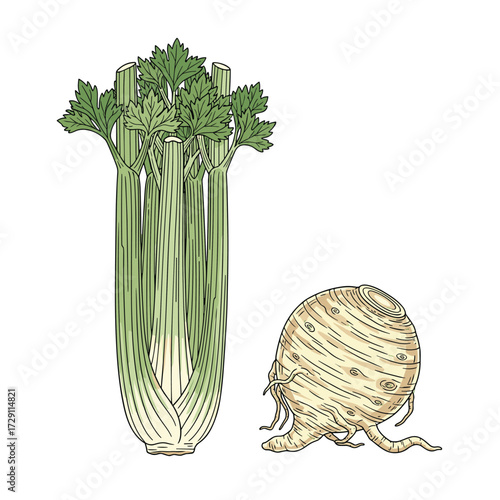 Fresh celery stalk and a celeriac root.