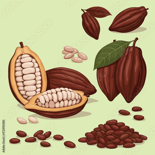 Ripe cacao pods and beans for chocolate production.