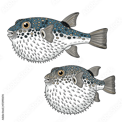 Two pufferfish inflated and deflated showing distinct body shapes.