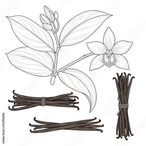 Vanilla bean plant with flower and dried pods for cooking.