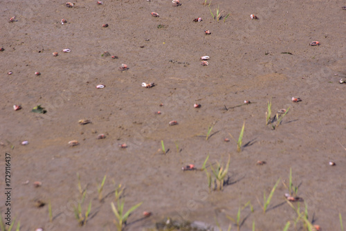 This image is part of a photo series captured at the Bakkhali River in Cox’s Bazar, Bangladesh, documenting the tidal ecosystem, river landscapes, and unique wildlife during low and high tides. 