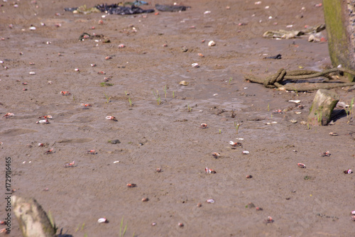 This image is part of a photo series captured at the Bakkhali River in Cox’s Bazar, Bangladesh, documenting the tidal ecosystem, river landscapes, and unique wildlife during low and high tides. 
