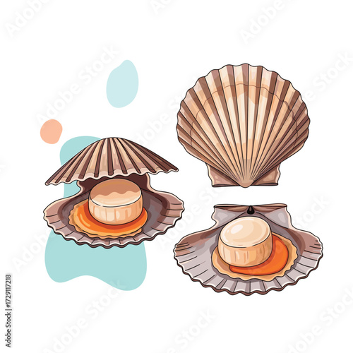 Three freshly harvested sea scallops in their shells ready for cooking.