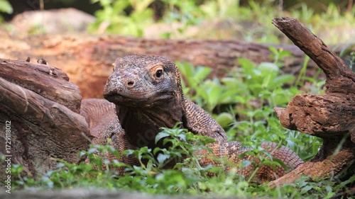 Komodo Dragon flicking its forked tongue. Komodo dragons flick their tongues to detect scents in the air using the Jacobson's organ in the roof of their mouths. 