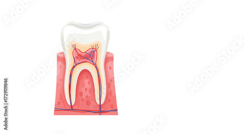 Tooth Anatomy Illustration Detailed Cross Section for Dental Education