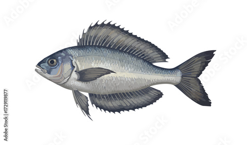 Detailed Illustration of a Silver Fish on White Background