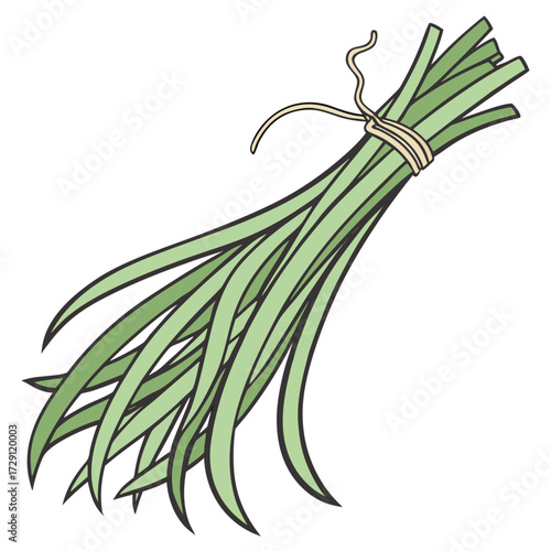 A bunch of fresh green chives tied together with a simple piece of twine isolated on a clean white background for culinary use