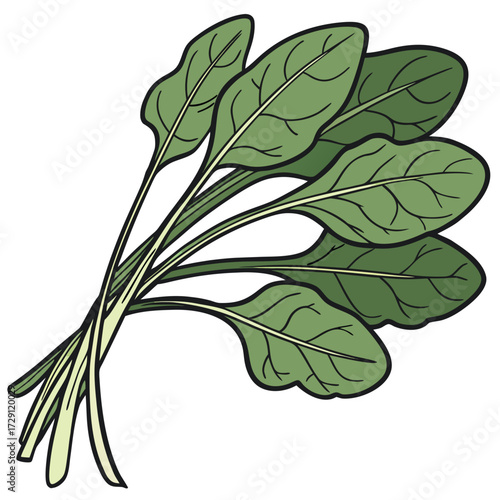 A bunch of fresh green spinach leaves with visible veins and stems isolated on a white background depicted in a simple cartoon illustration style