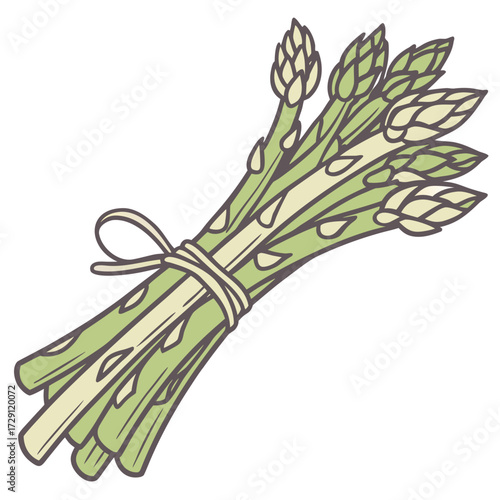 A charming hand drawn illustration of a bunch of fresh green asparagus spears tied together with a simple twine bow on a clean white background