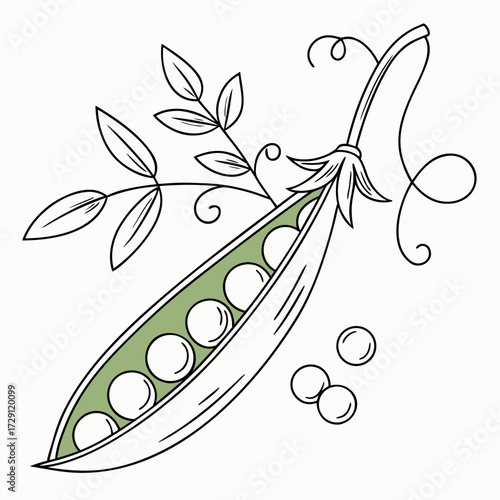 A charming hand drawn illustration of a fresh green pea pod with several round peas inside and a few loose peas scattered nearby along with delicate vine tendrils and leaves