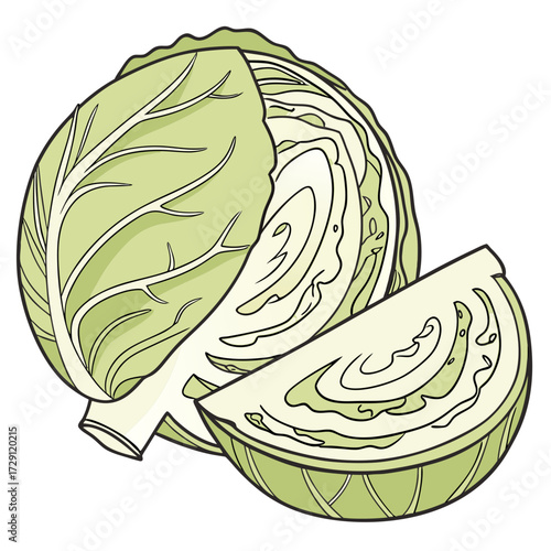 A crisp green cabbage cut in half revealing its layered interior with a wedge slice showcasing the intricate leaf pattern and stem isolated on a white background