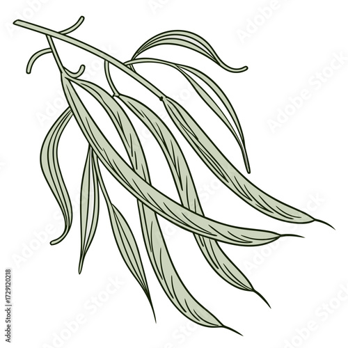 A delicate illustration of a branch with long slender pale green leaves and thin stems isolated on a white background showcasing a minimalist botanical design