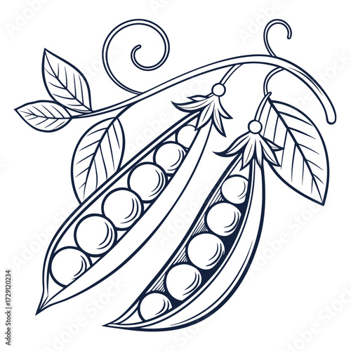 A delicate line art illustration of two open pea pods filled with round peas attached to a vine with curling tendrils and leaves presented on a clean white background
