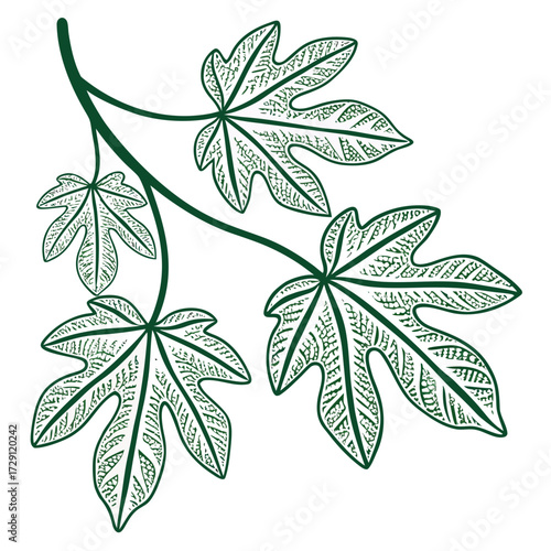 A delicate line art illustration of a dark green branch with four detailed papaya leaves showcasing intricate vein patterns and organic shapes against a clean white background