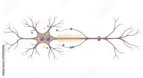 Illustration of a Neuron Biology Science Brain Cell Nerve Impulse Healthcare