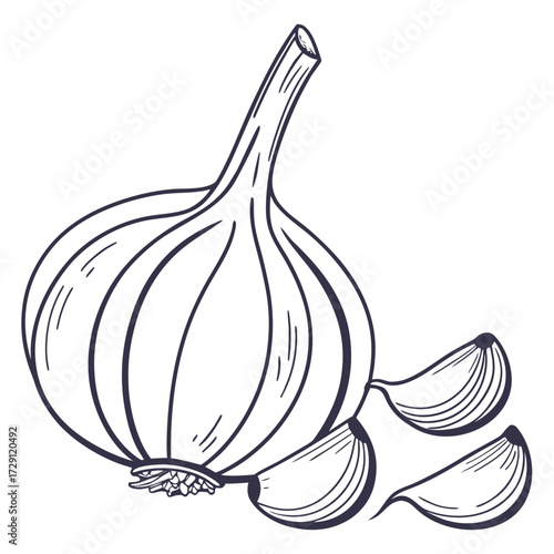 A simple hand drawn outline illustration of a whole garlic bulb with three detached cloves on a white background representing a healthy ingredient for cooking and seasoning