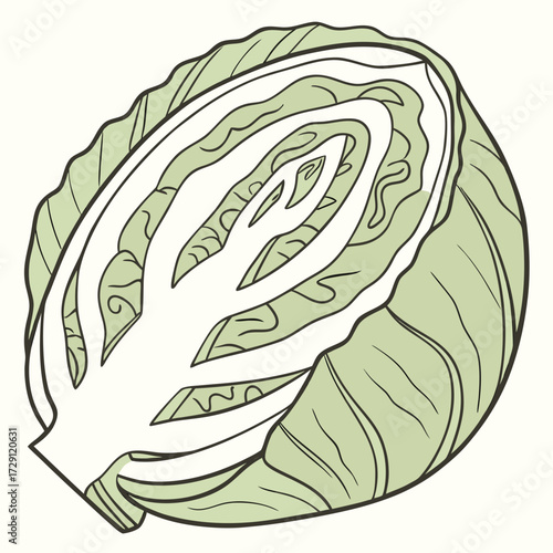 A stylized illustration of a halved green cabbage with visible layers and a white core presented on a plain background with a minimalist artistic approach