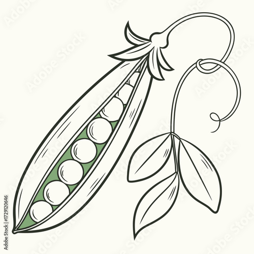A stylized illustration of a single open pea pod with several round green peas inside attached to a vine with three leaves and a curly tendril set against a plain background