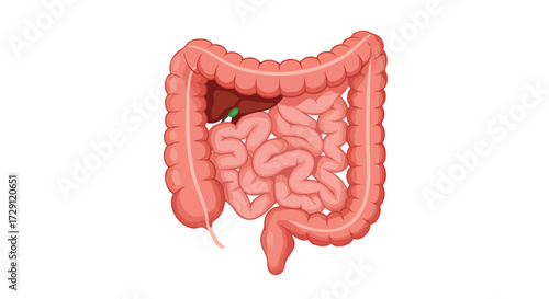 Anatomical Illustration of the Human Digestive System Isolated on White Background
