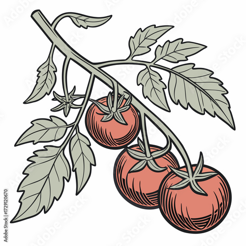A stylized illustration of a tomato plant branch with three ripe red tomatoes and green leaves rendered in a graphic linocut style with bold outlines and subtle hatching detail on a white background