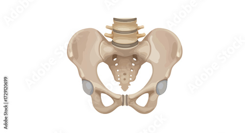 Anatomical Illustration of the Human Pelvis on White Background