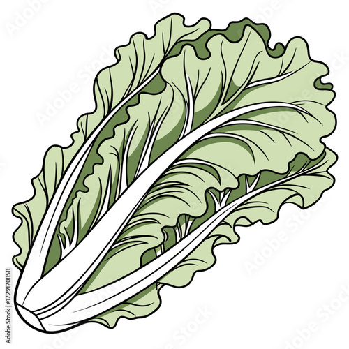 A vibrant stylized illustration of a fresh head of napa cabbage with its distinct pale green leaves and thick white ribs isolated on a clean white background perfect for healthy eating concepts