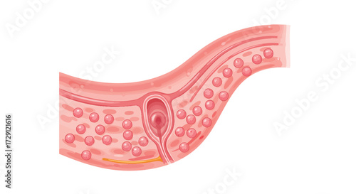 Detailed Illustration of Blood Vessel Structure for Medical and Educational Purposes
