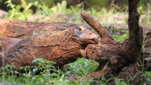 Komodo dragons rub their bodies against wood for several main reasons, primarily to mark territory and clean themselves.