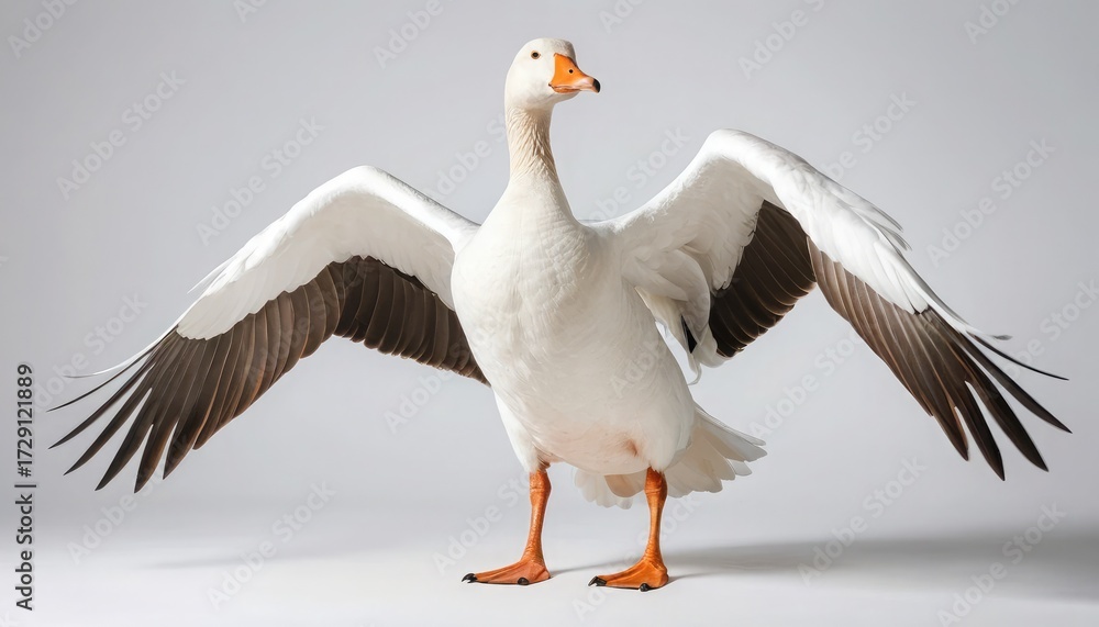 Fototapeta premium Snow Goose with Wings Spread on White Background bird