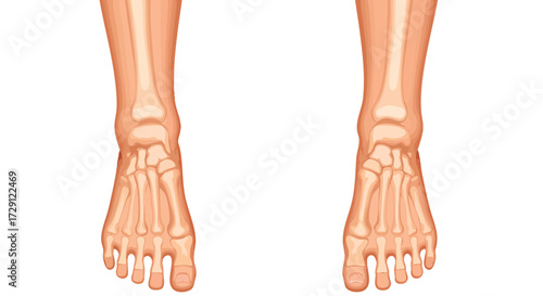 Anatomy of Human Foot Bones Illustration Medical Healthcare Science and Orthopedics