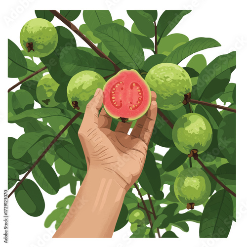 Hand Picking Ripe Guava from a Lush Green Tree Branch – Fresh Fruit Harvesting Scene