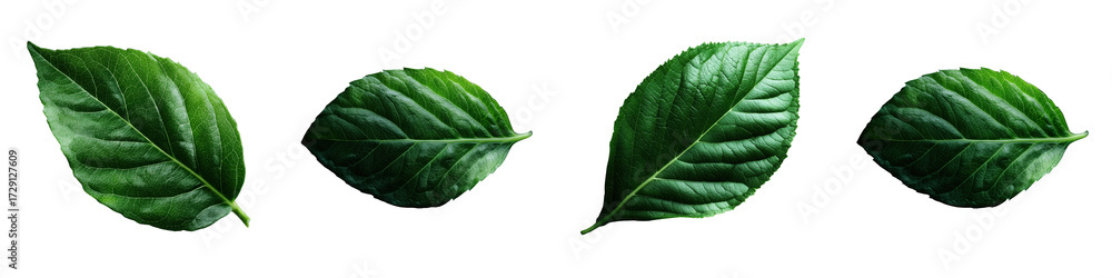 Obraz premium Exploring green leaves nature close-up photography tranquil setting on transparent background